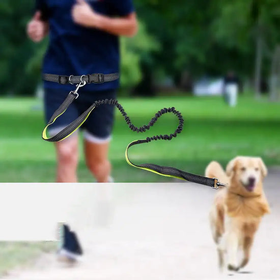 Hands-free dog leash belt for running, man jogging with yellow dog in park